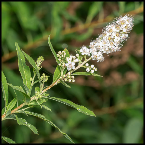 White Meadowsweet