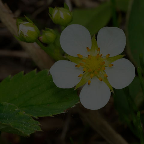 Wild Strawberry