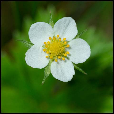 Wild Strawberry