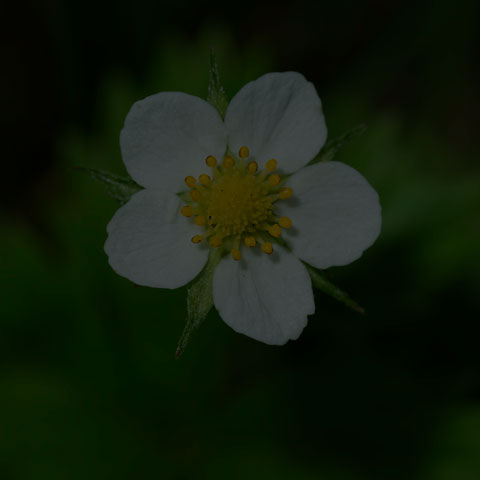 Wild Strawberry