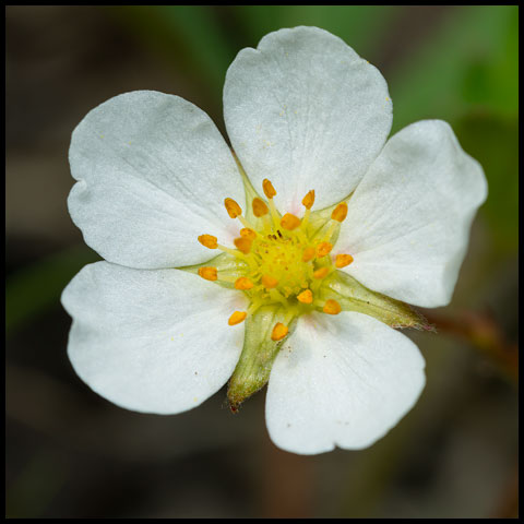 Wild Strawberry