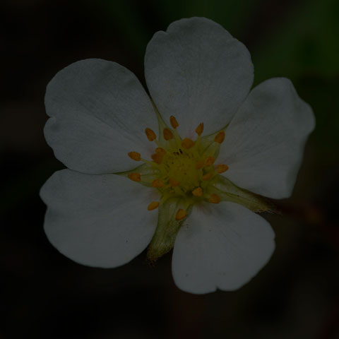 Wild Strawberry