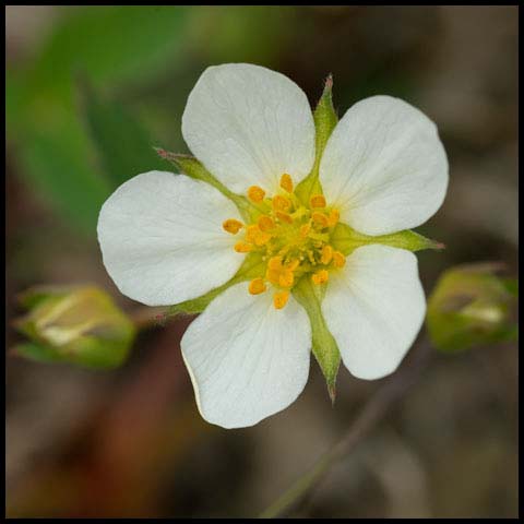 Wild Strawberry