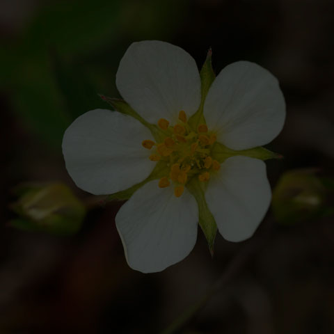 Wild Strawberry