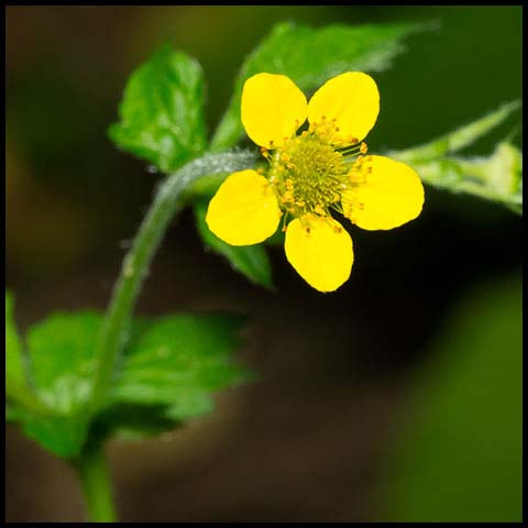 Wood Avens