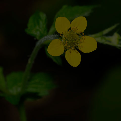Wood Avens