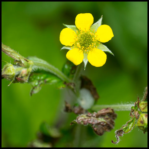 Wood Avens