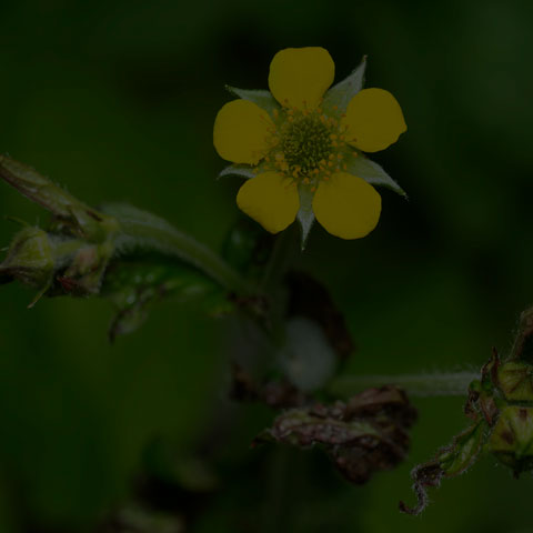 Wood Avens