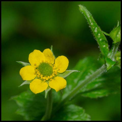 Wood Avens