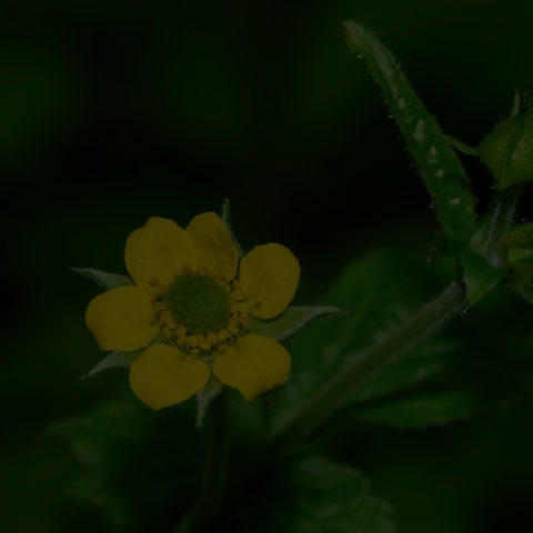 Wood Avens