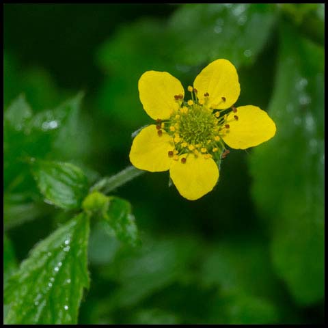 Wood Avens