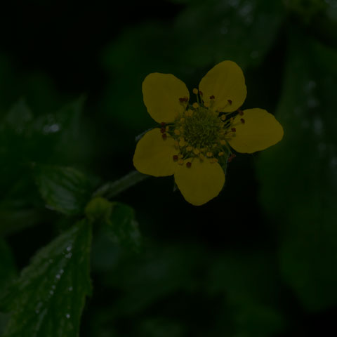 Wood Avens