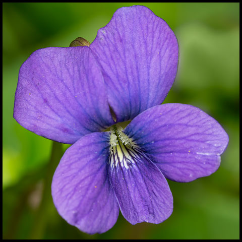 Common Blue Violet