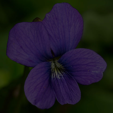 Common Blue Violet