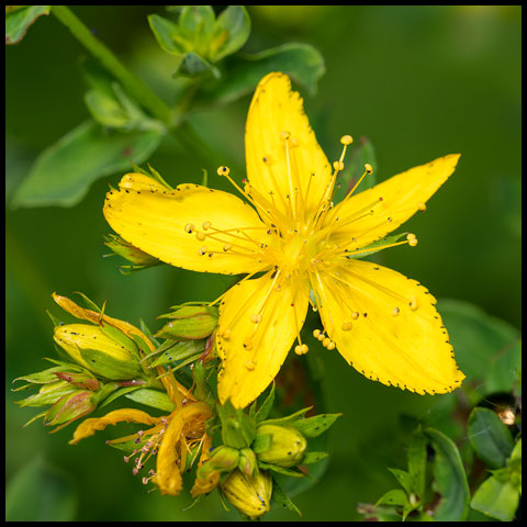 Common St. John's Wort