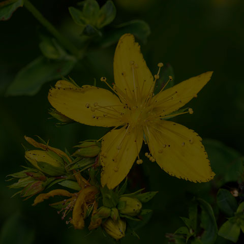 Common St. John's Wort