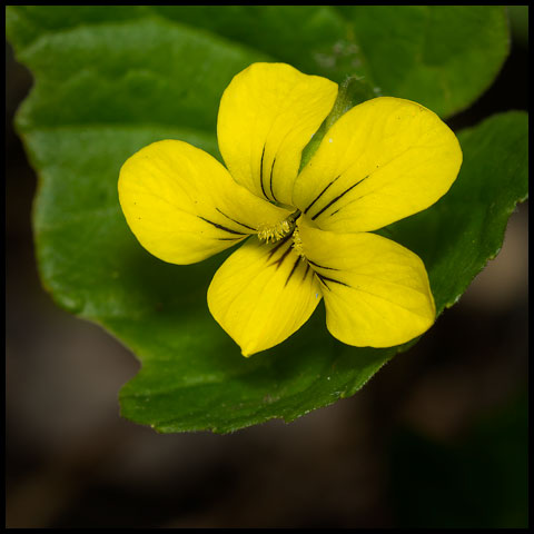 Downy Yellow Violet