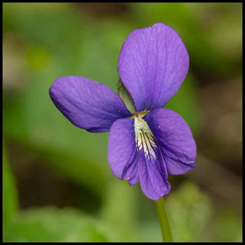 Common Blue Violet