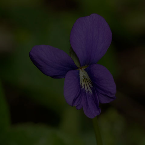 Common Blue Violet