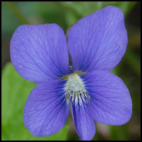 Common Blue Violet