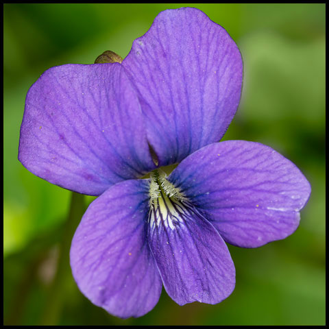 Violets