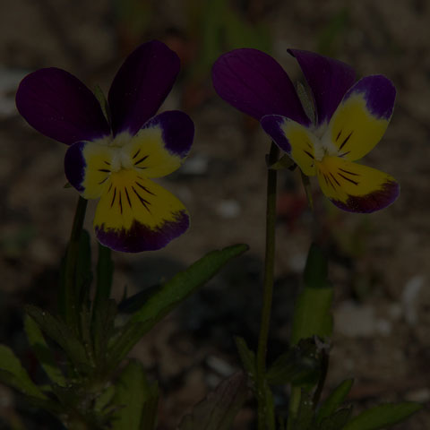 Wild Pansy
