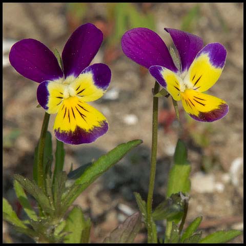 Wild Pansy