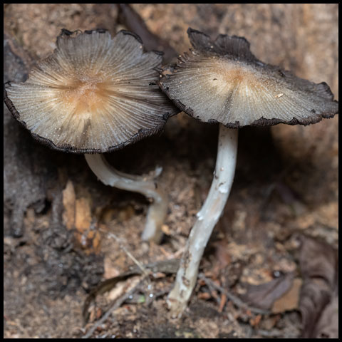 Flowers & Fungi