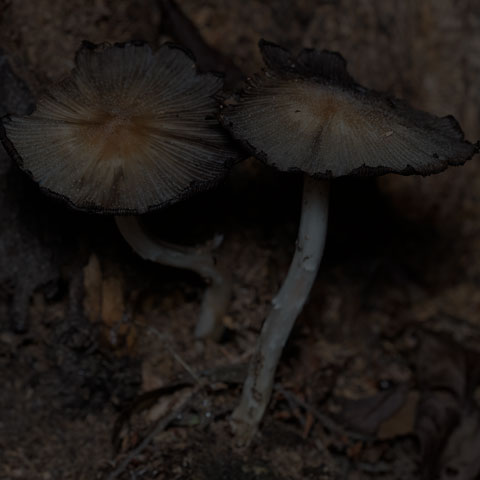 Mica Cap