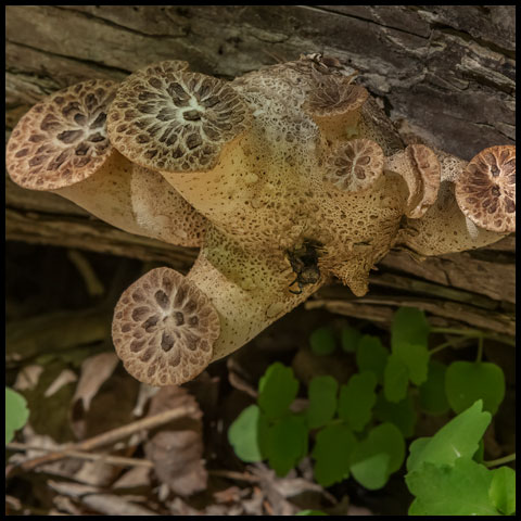 Dryad's Saddle