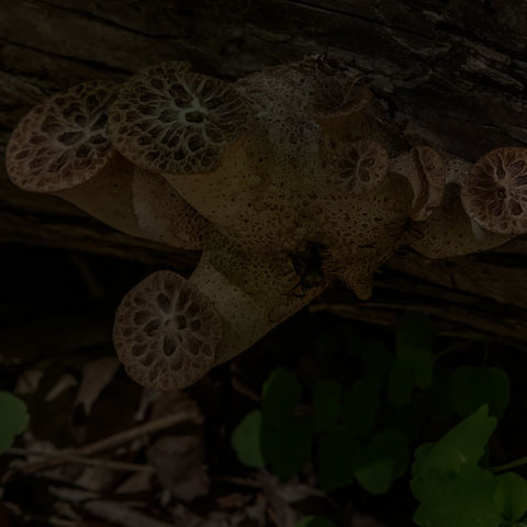 Dryad's Saddle