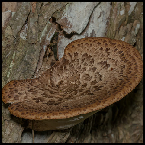 Dryad's Saddle