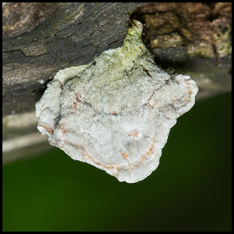 Hairy Bracket