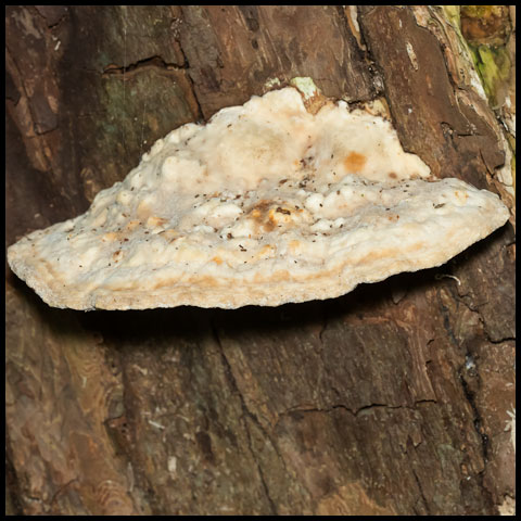 Lumpy Bracket