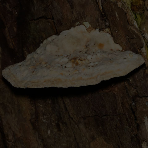 Lumpy Bracket