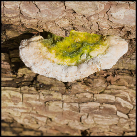 Lumpy Bracket