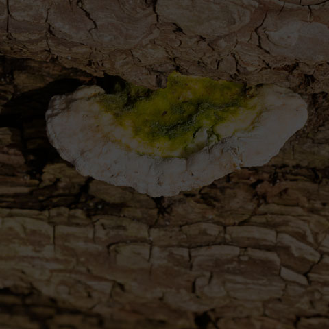 Lumpy Bracket