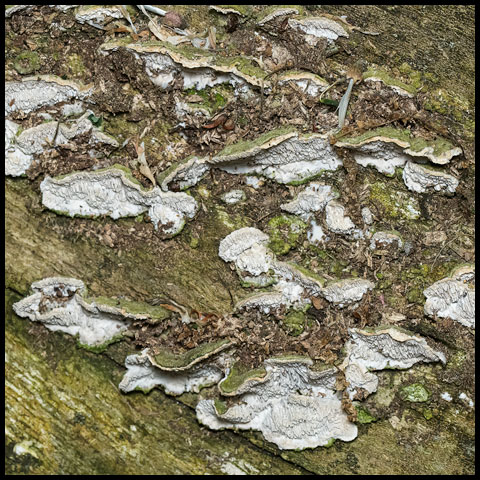 Mossy Maze Polypore