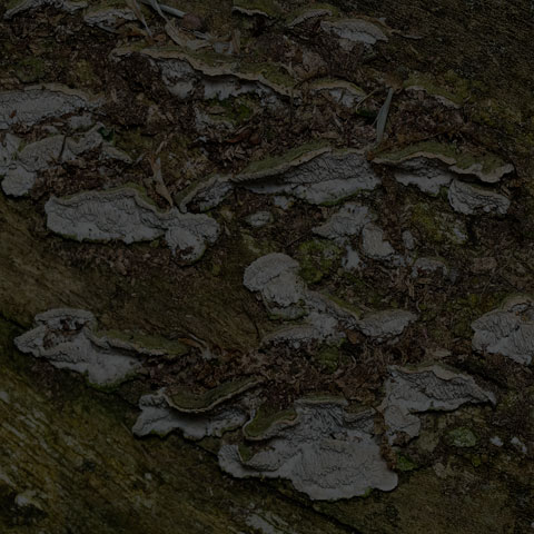 Mossy Maze Polypore