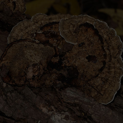 Thin-walled Maze Polypore