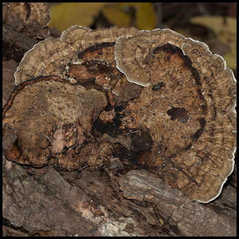 Thin-walled Maze Polypore