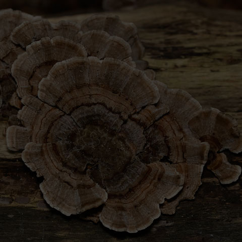 Turkey Tail