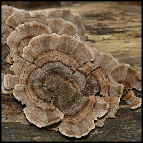 Turkey Tail