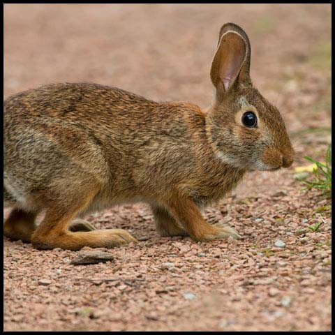 Eastern Cottontail