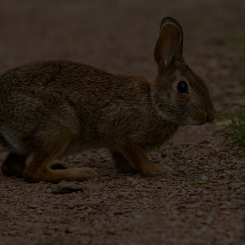 Eastern Cottontail