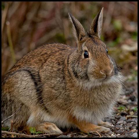 Eastern Cottontail