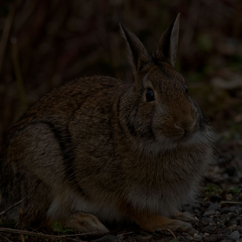 Eastern Cottontail