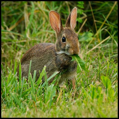 Eastern Cottontail