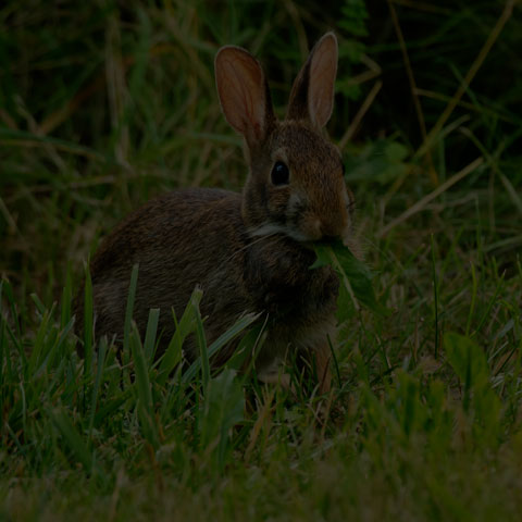 Eastern Cottontail