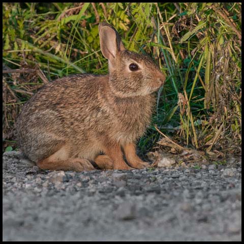 Eastern Cottontail